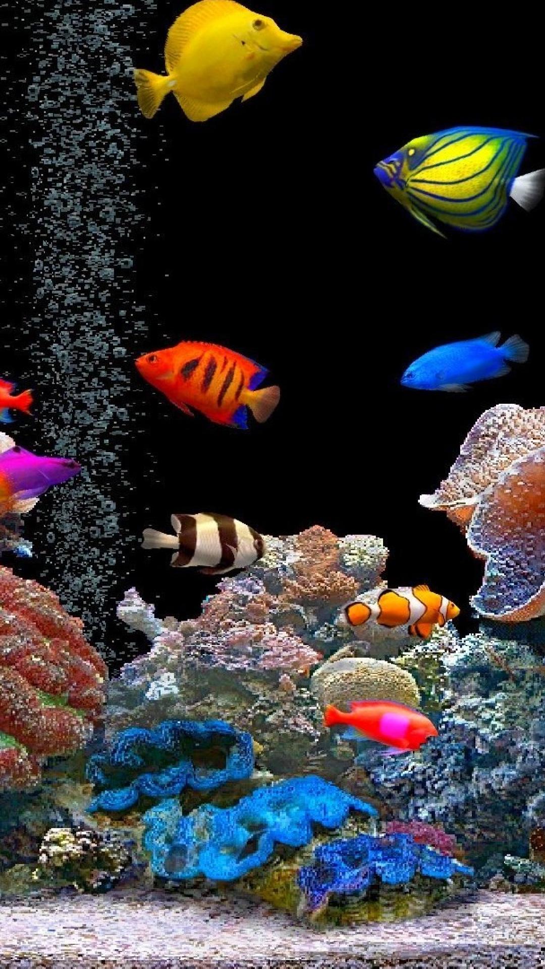 Beautiful Fish Wallpapers