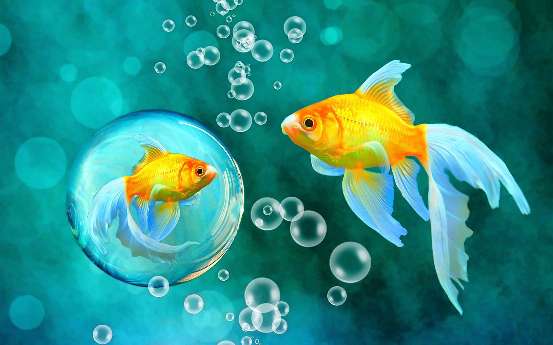 Beautiful Fish Wallpapers