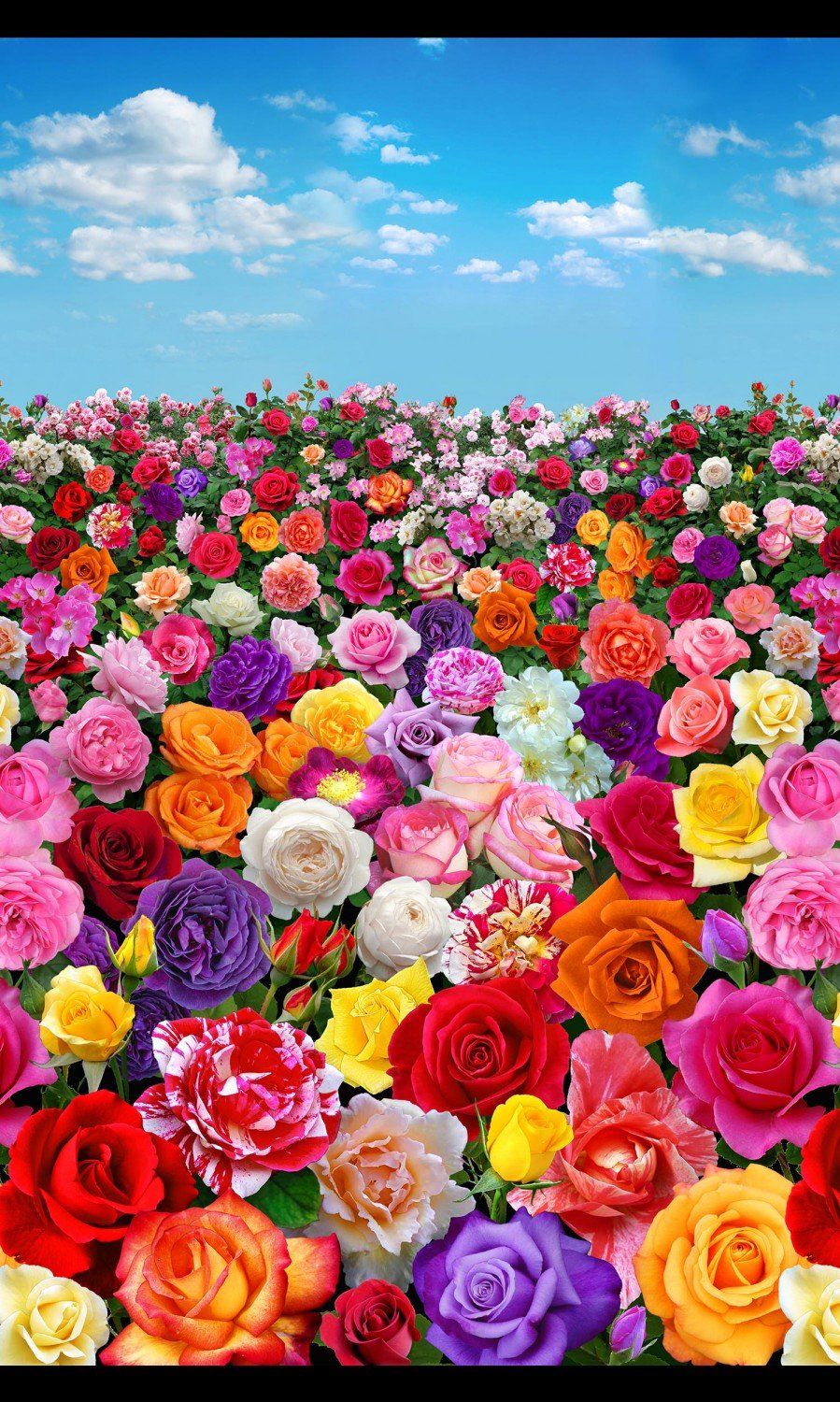 Beautiful Flower Garden Wallpapers