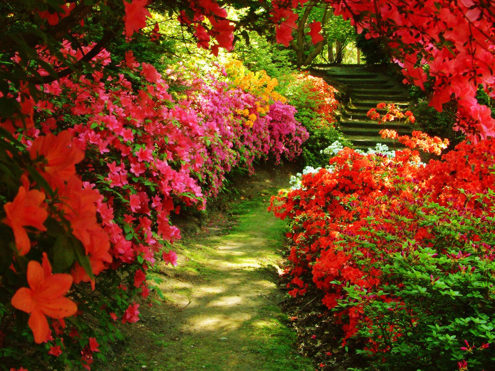 Beautiful Flower Garden Wallpapers