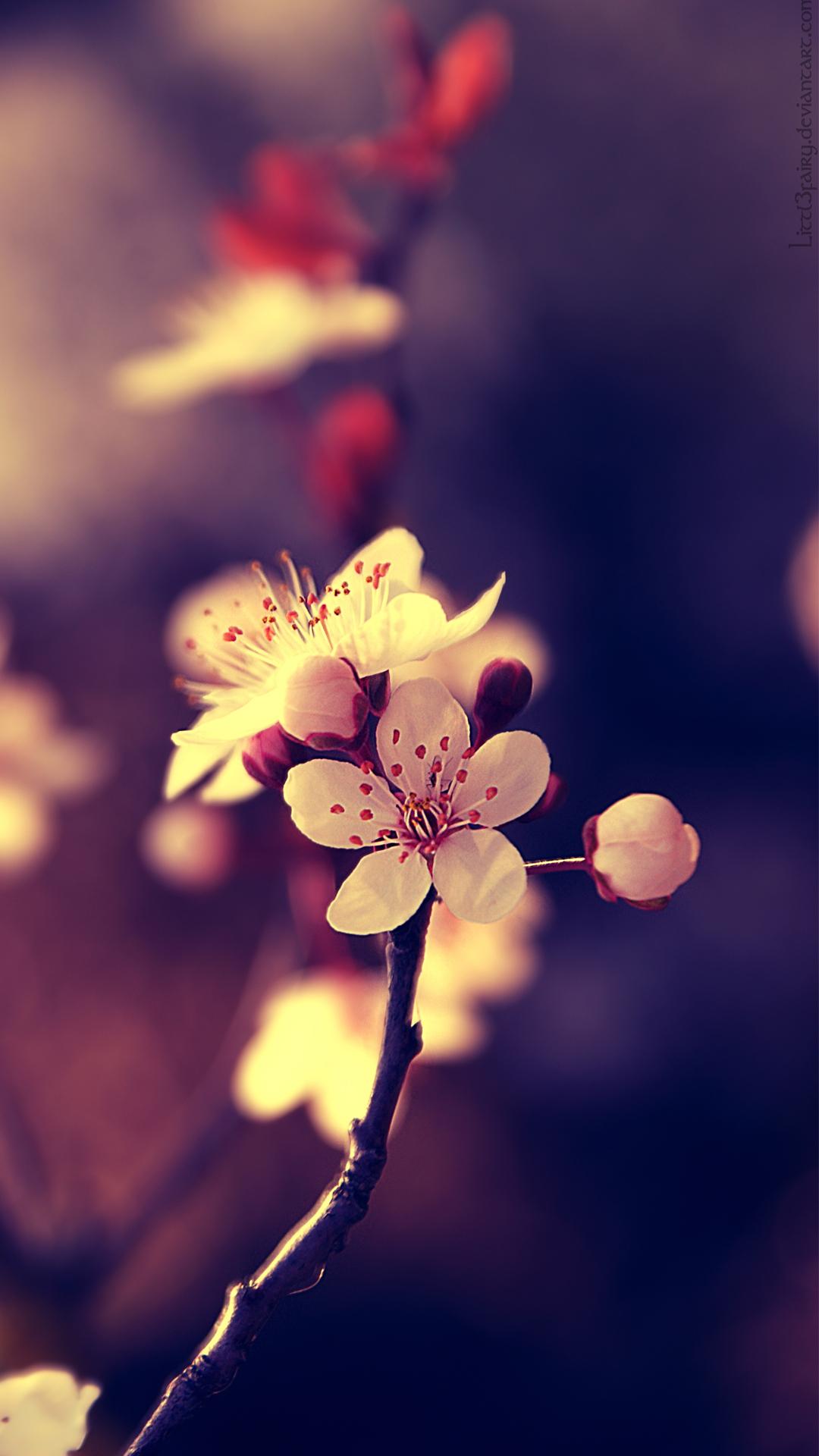 Beautiful Flowers For Mobile Wallpapers