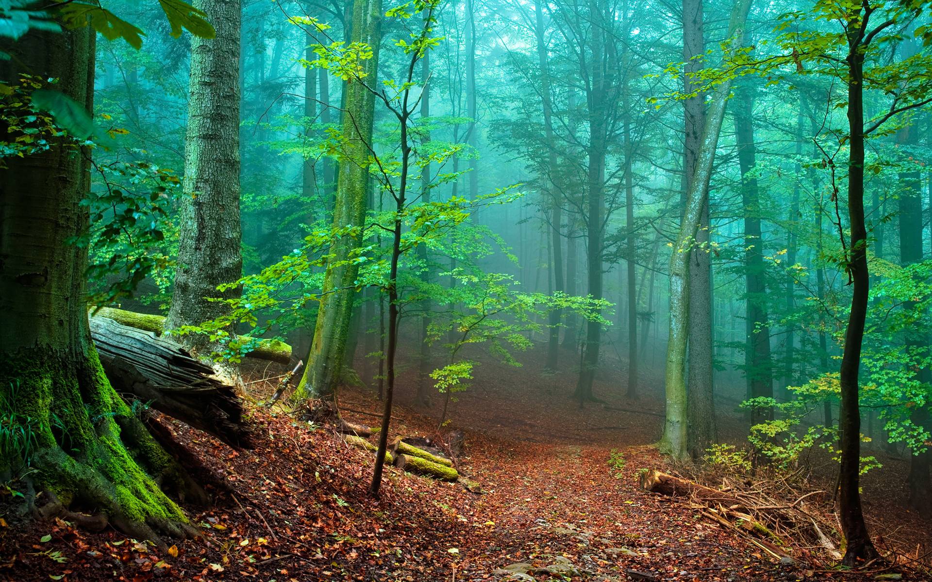 Beautiful Forest Hd Wallpapers