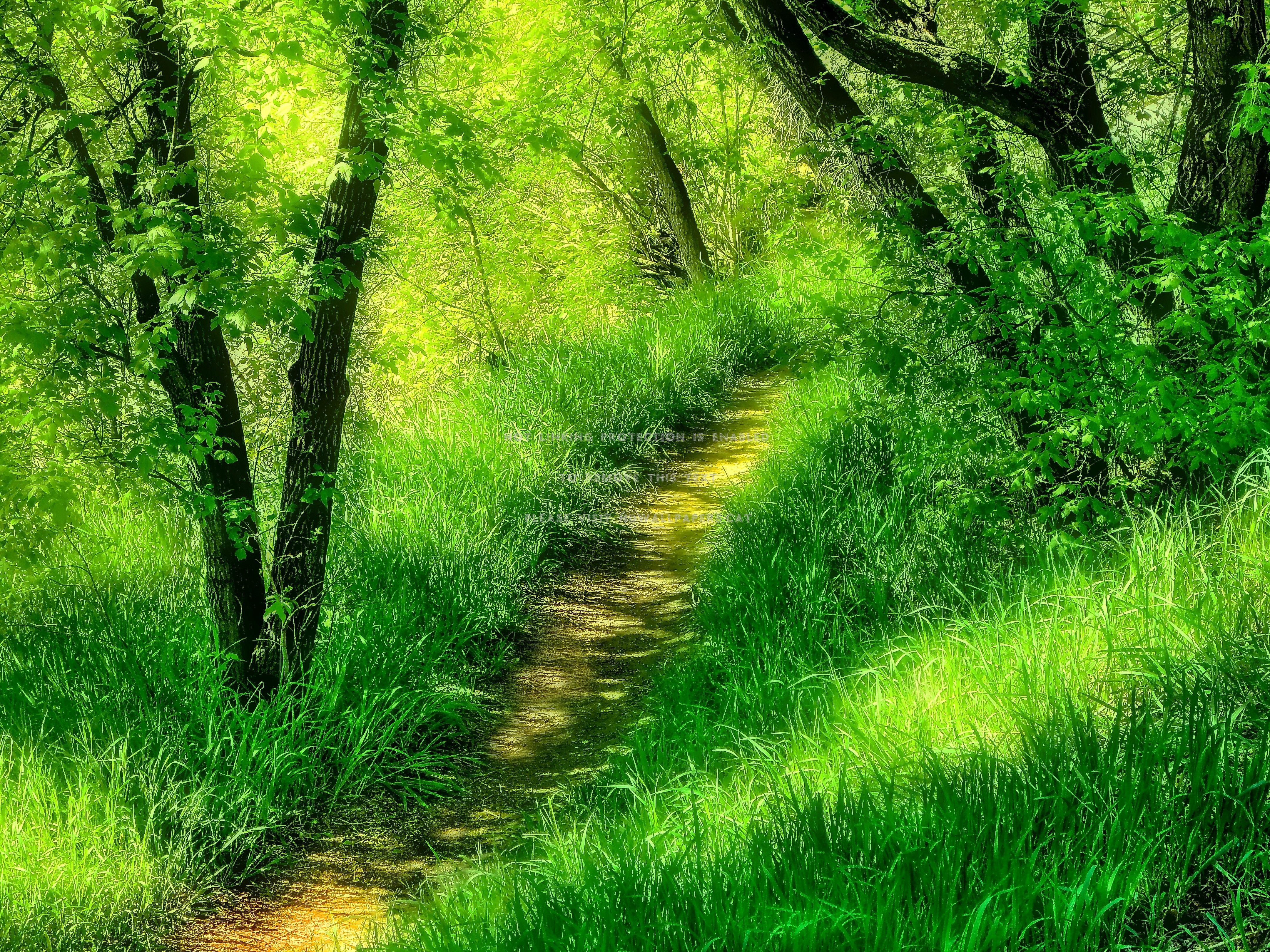 Beautiful Forest Hd Wallpapers