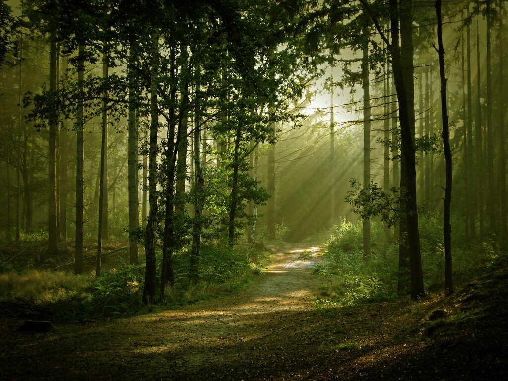 Beautiful Forest Wallpaper Wallpapers