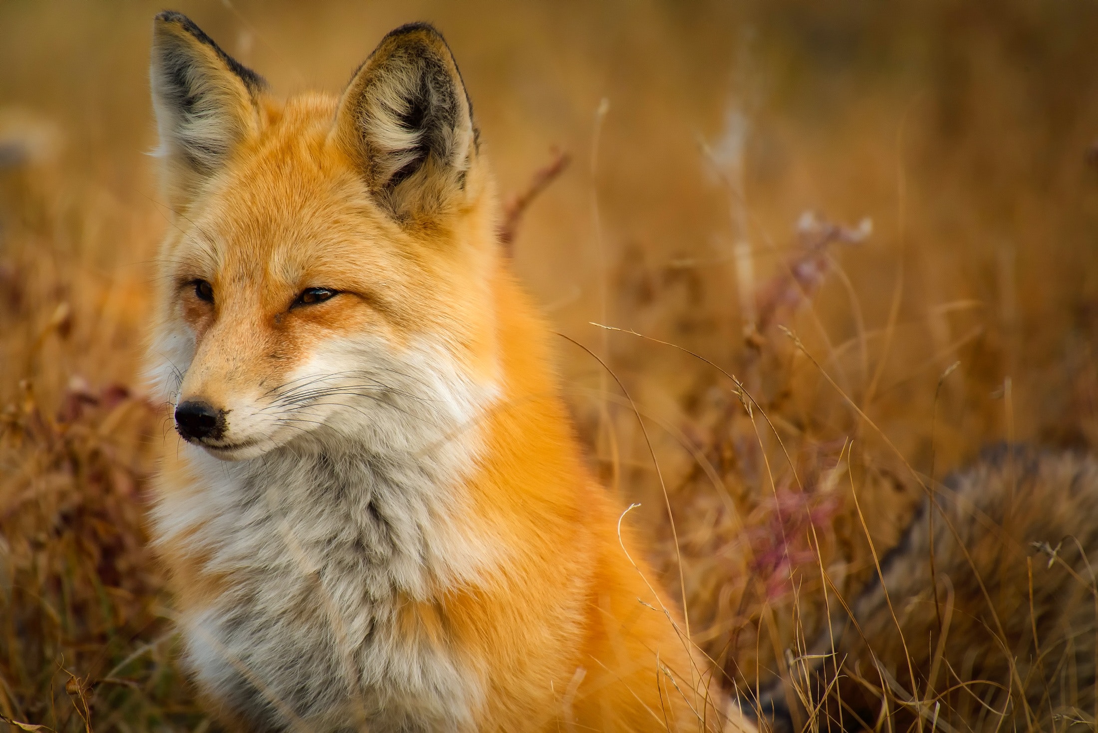 Beautiful Fox Wallpapers