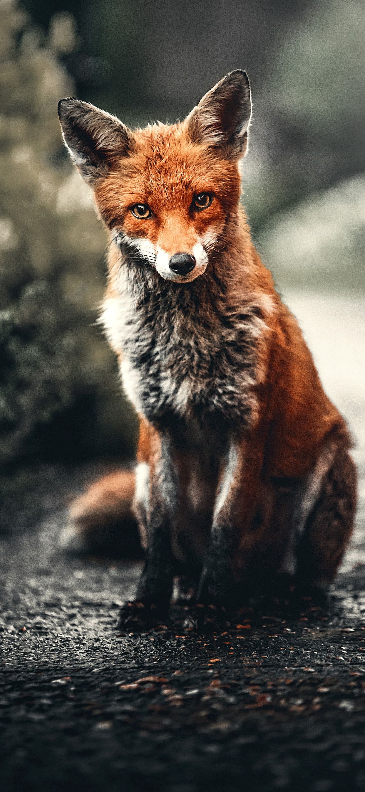 Beautiful Fox Wallpapers