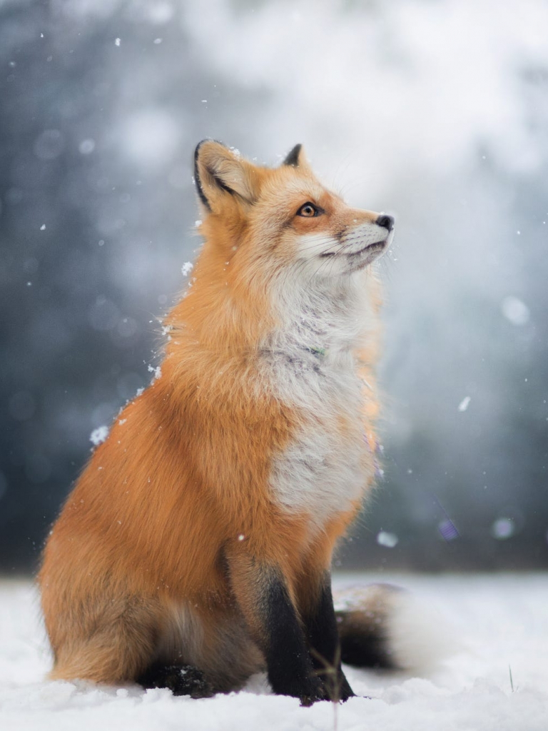 Beautiful Fox Wallpapers