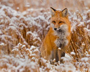 Beautiful Fox Wallpapers