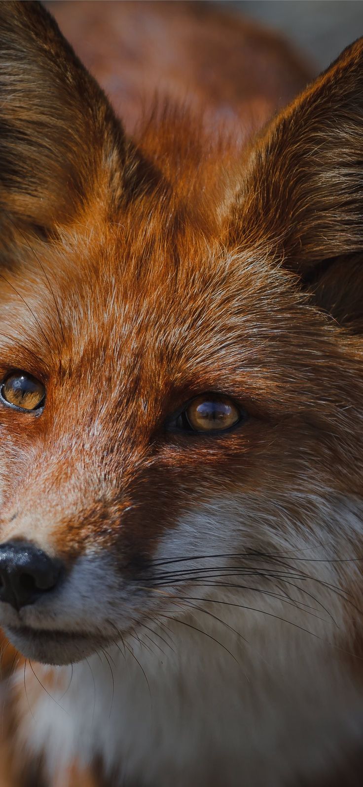 Beautiful Fox Wallpapers