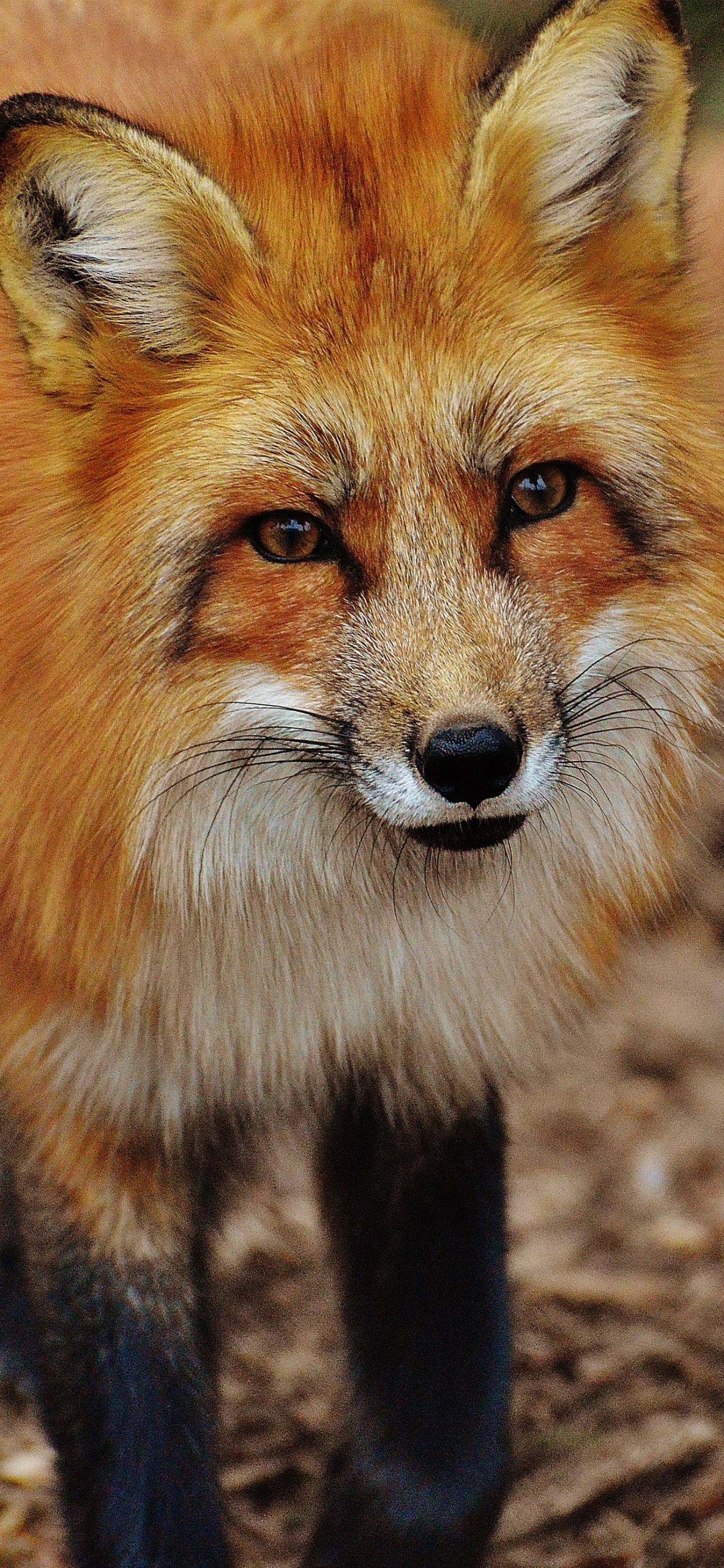 Beautiful Fox Wallpapers