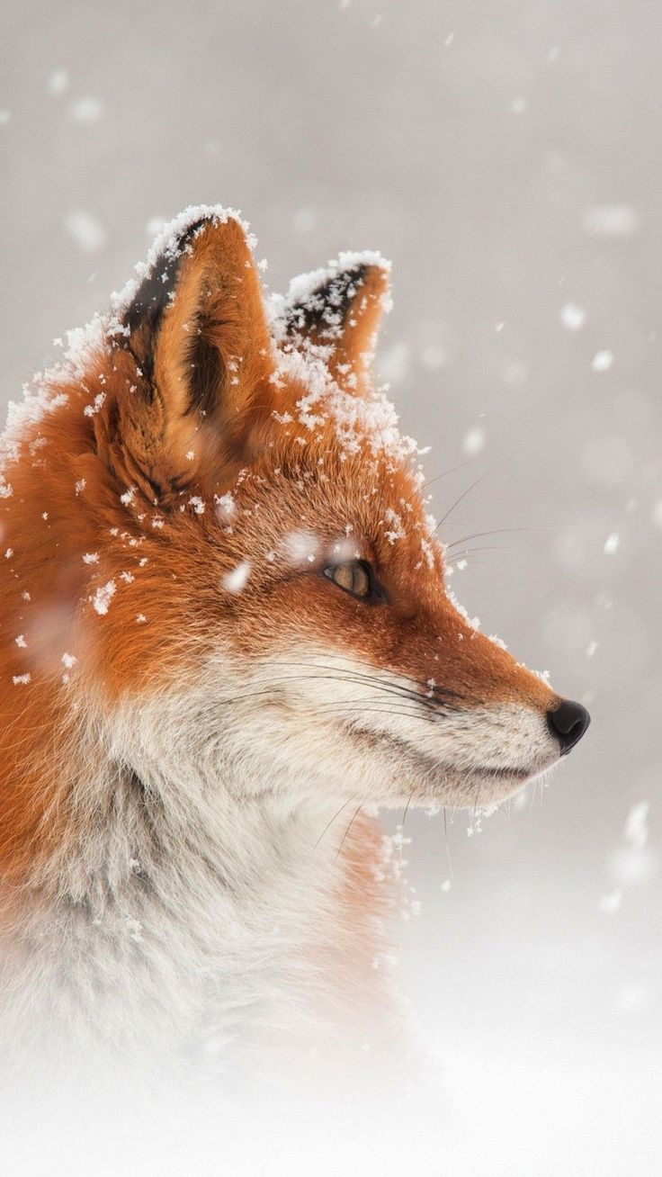 Beautiful Fox Wallpapers