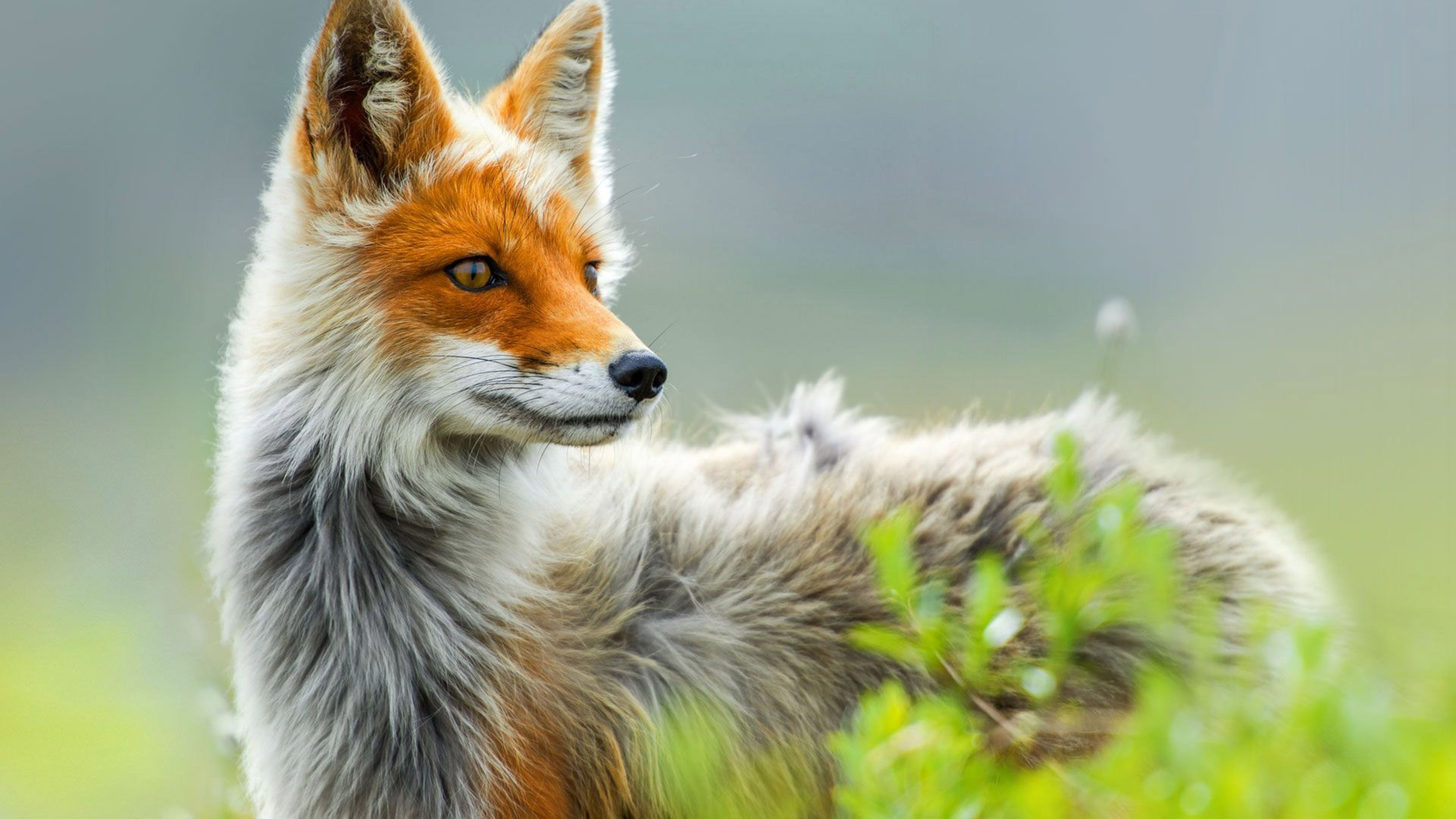 Beautiful Fox Wallpapers