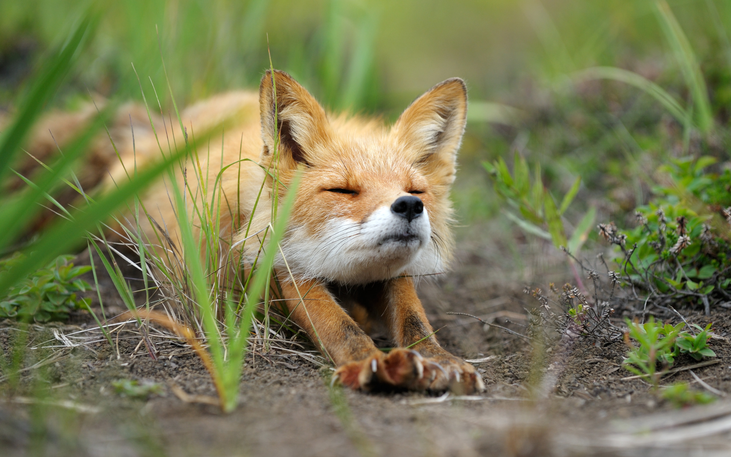 Beautiful Fox Wallpapers