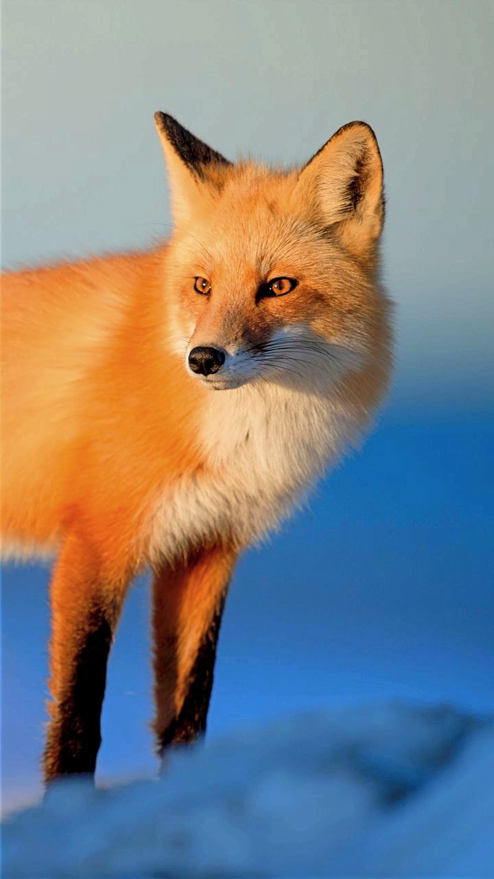 Beautiful Fox Wallpapers