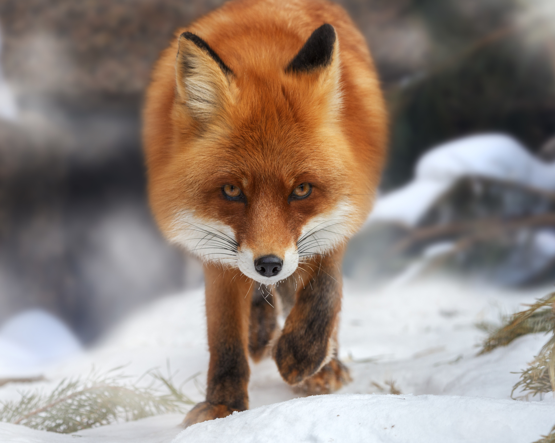 Beautiful Fox Wallpapers