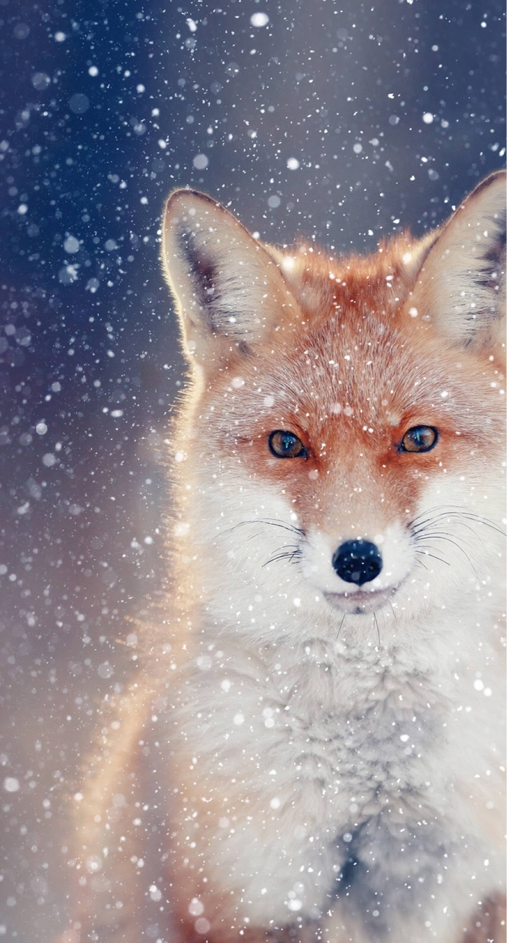 Beautiful Fox Wallpapers