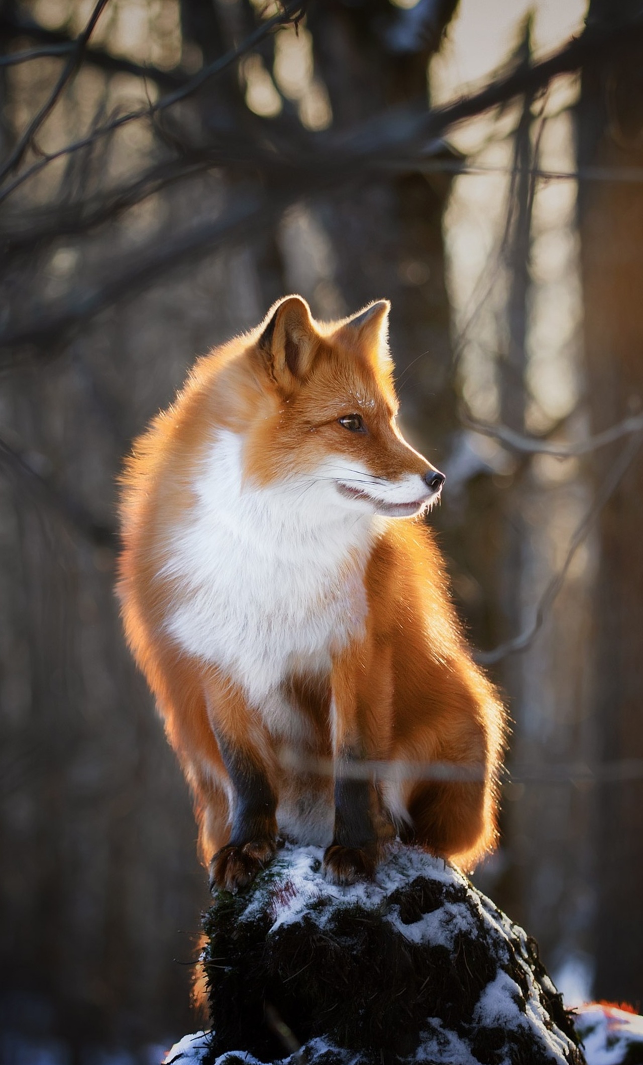 Beautiful Fox Wallpapers