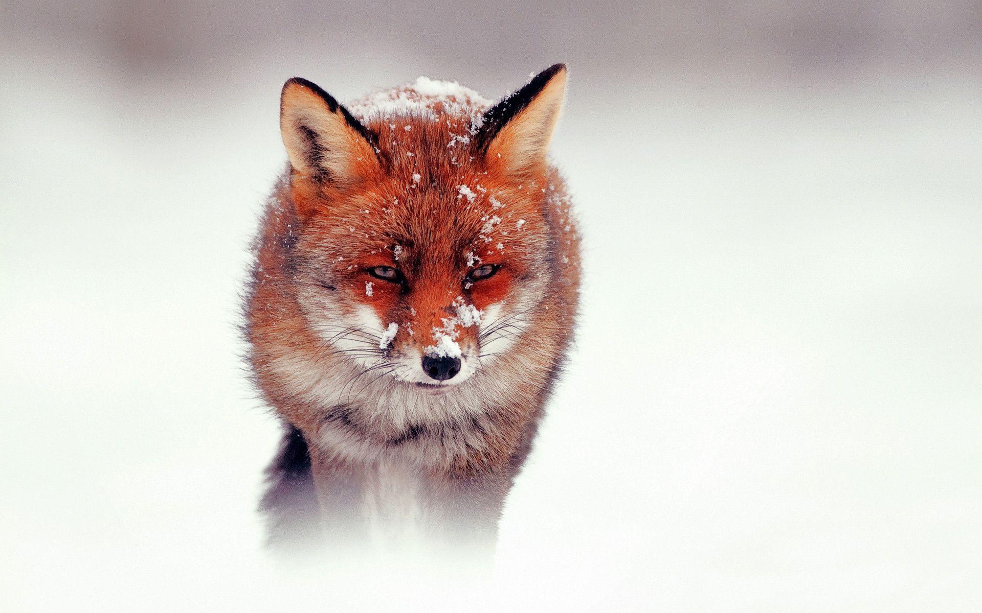 Beautiful Fox Wallpapers