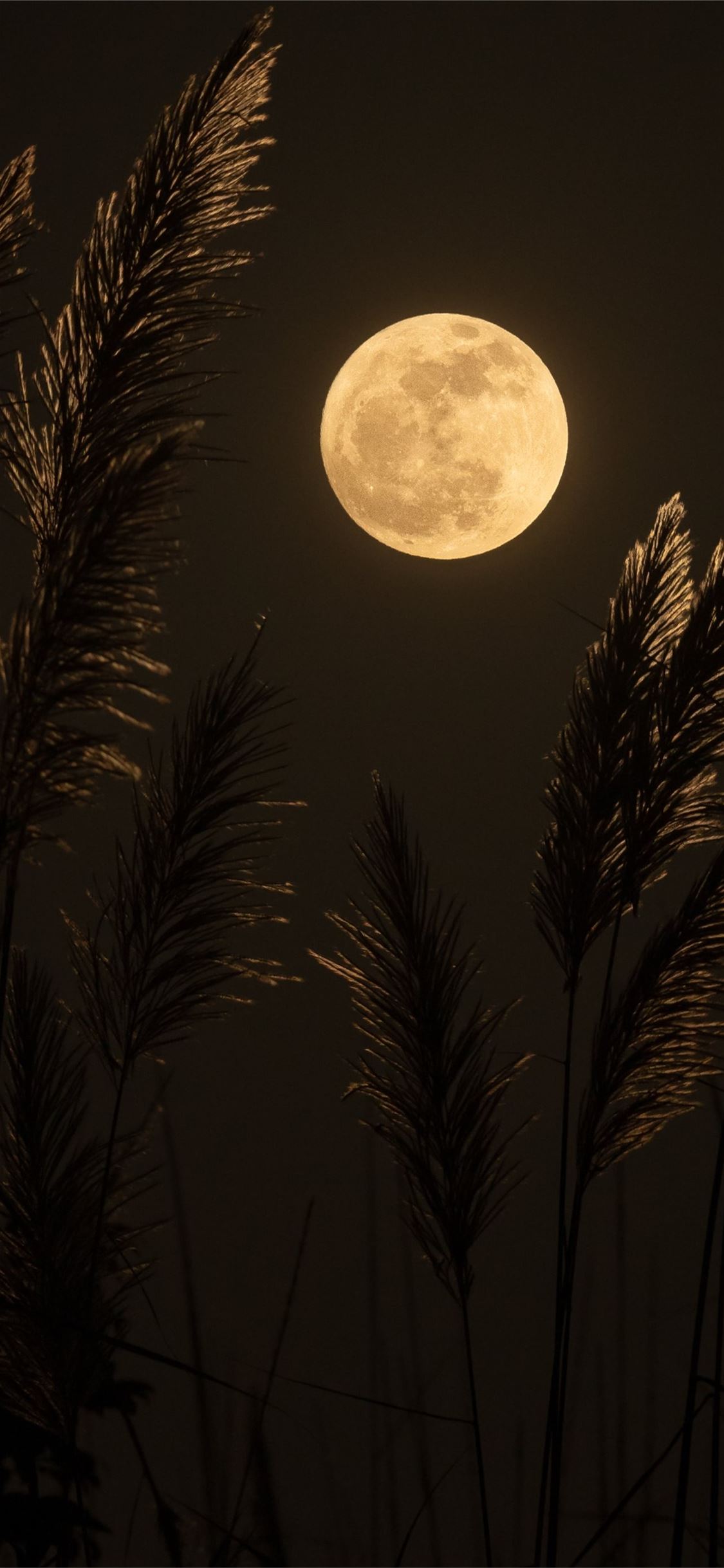 Beautiful Full Moon Wallpapers