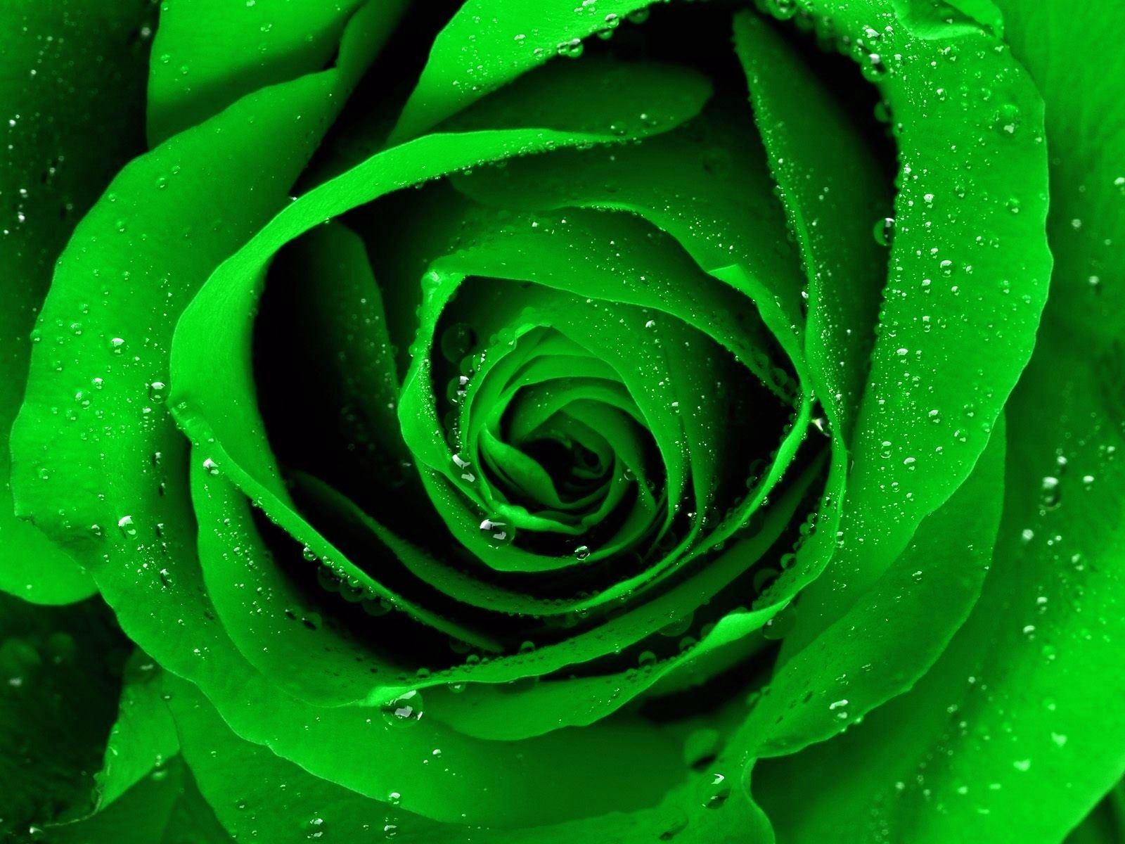 Beautiful Green Rose Wallpaper Wallpapers