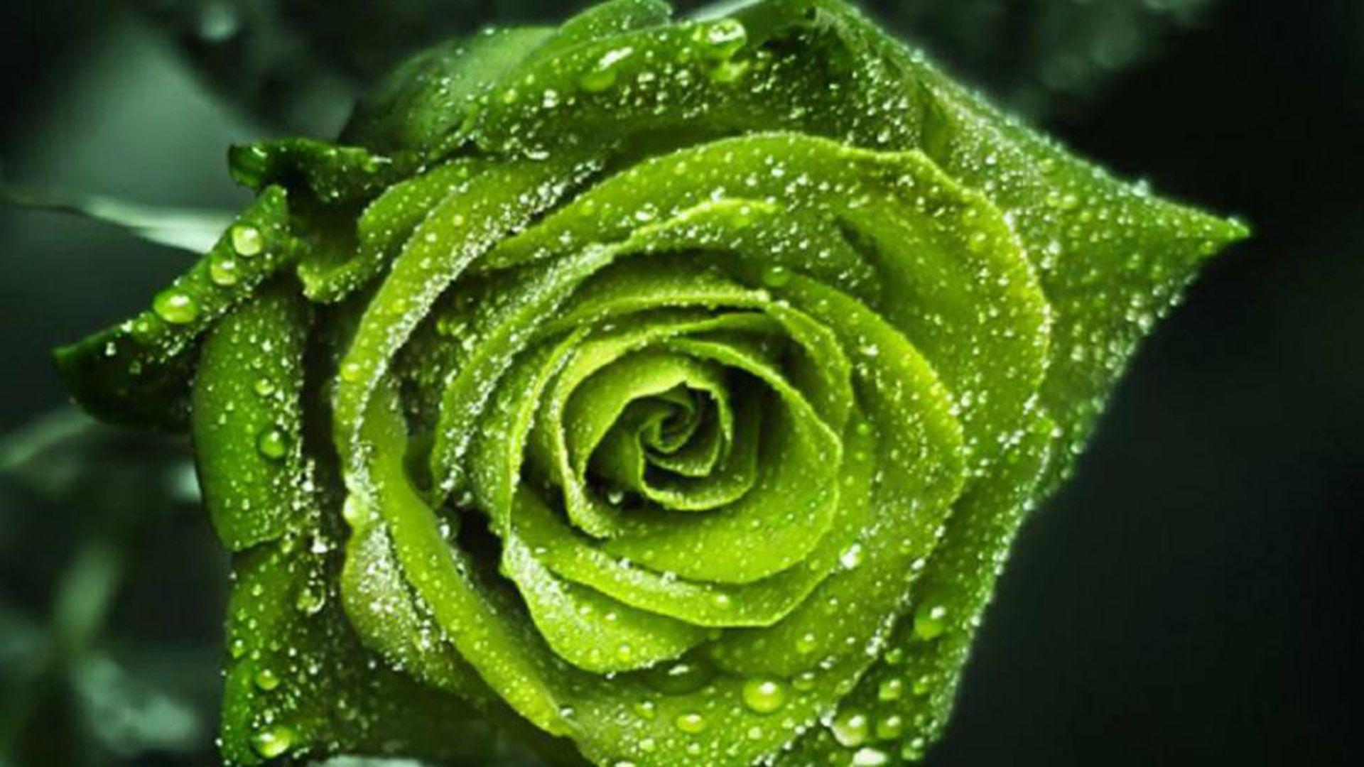 Beautiful Green Rose Wallpaper Wallpapers