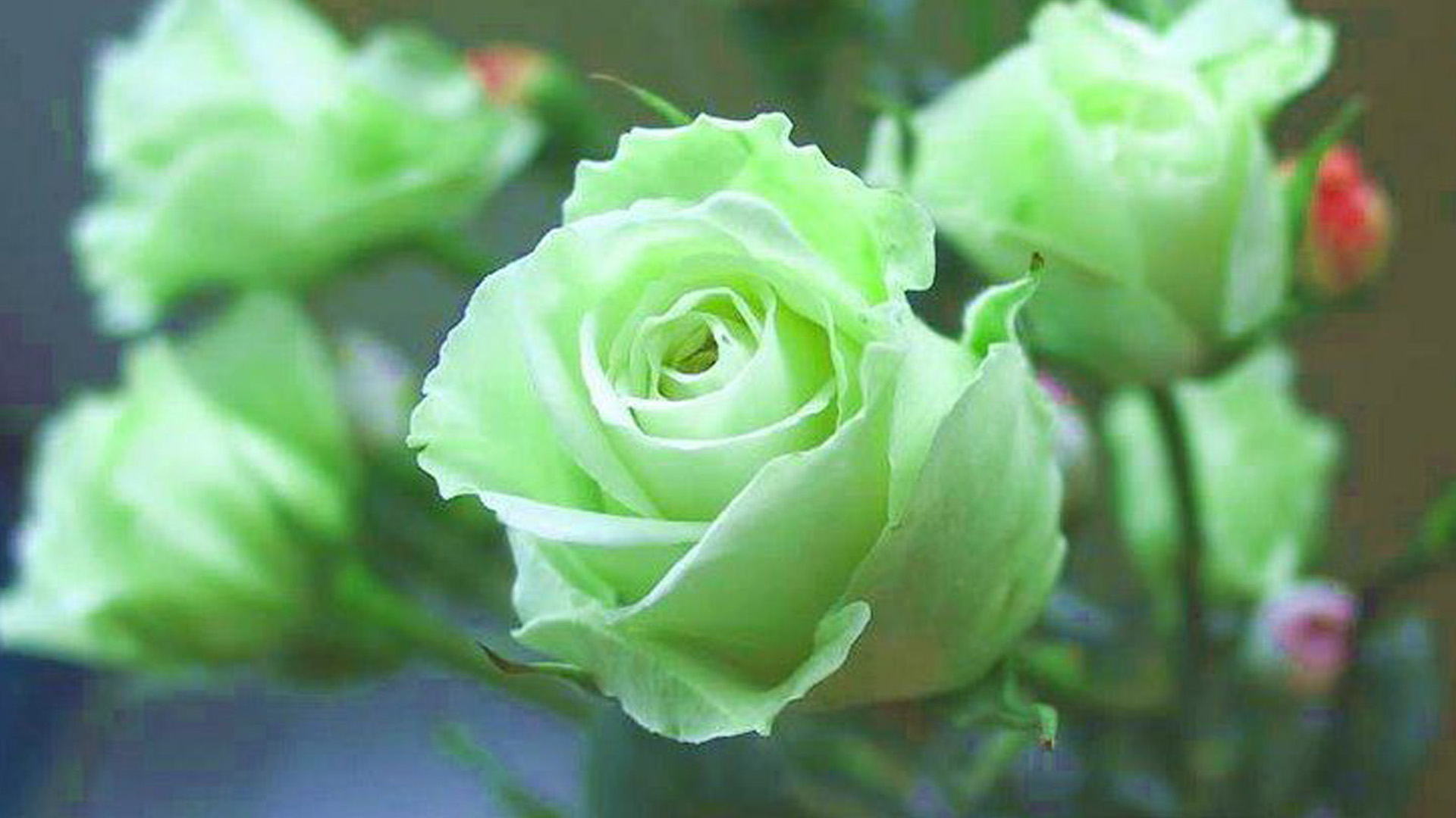 Beautiful Green Rose Wallpaper Wallpapers