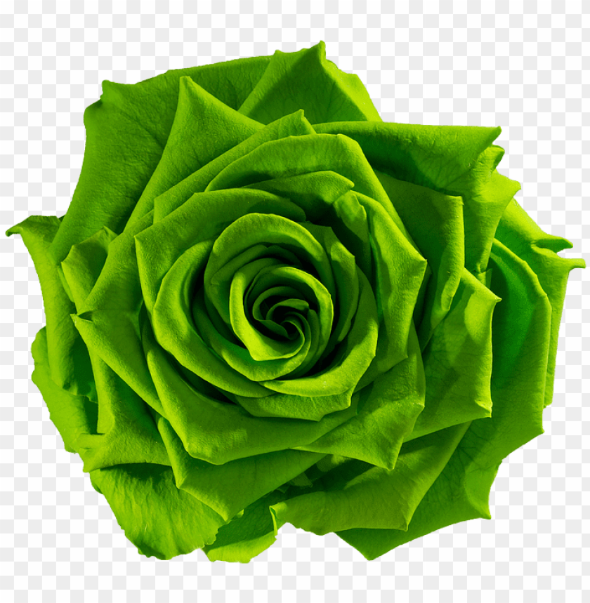 Beautiful Green Rose Wallpaper Wallpapers