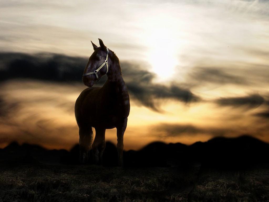 Beautiful Horse Desktop Wallpapers Wallpapers