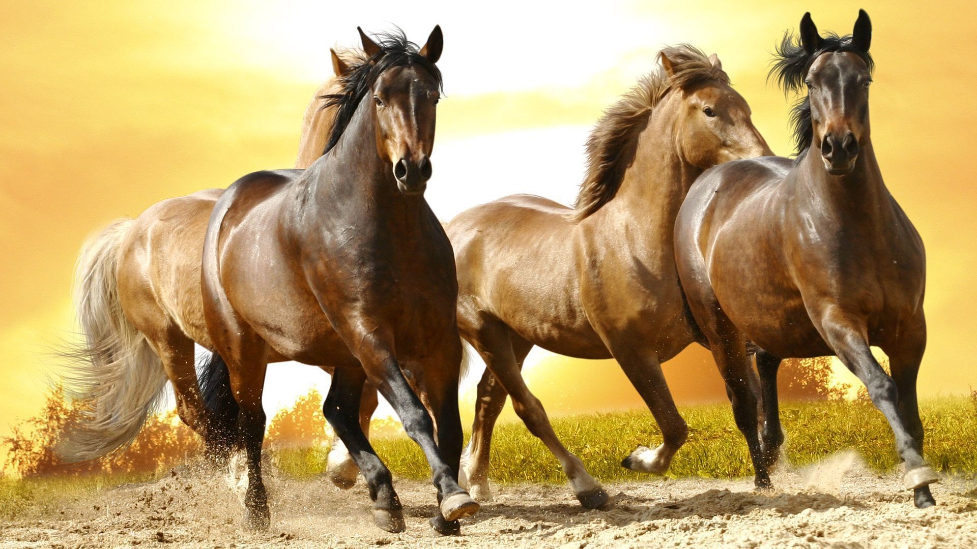 Beautiful Horse Desktop Wallpapers Wallpapers