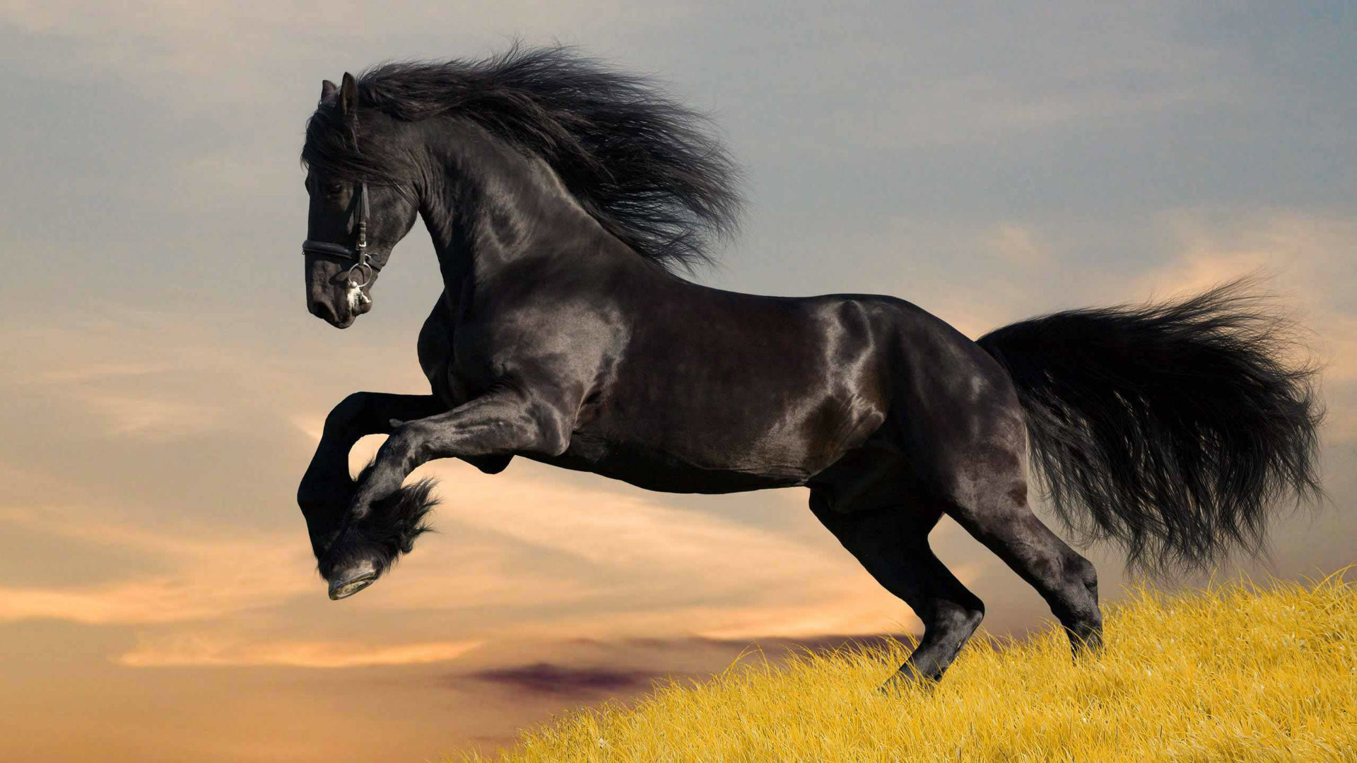 Beautiful Horse Desktop Wallpapers Wallpapers