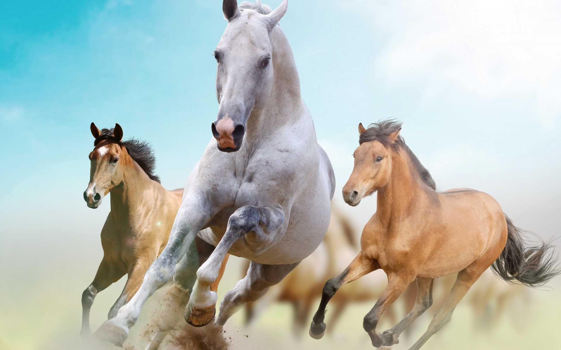 Beautiful Horse Desktop Wallpapers Wallpapers
