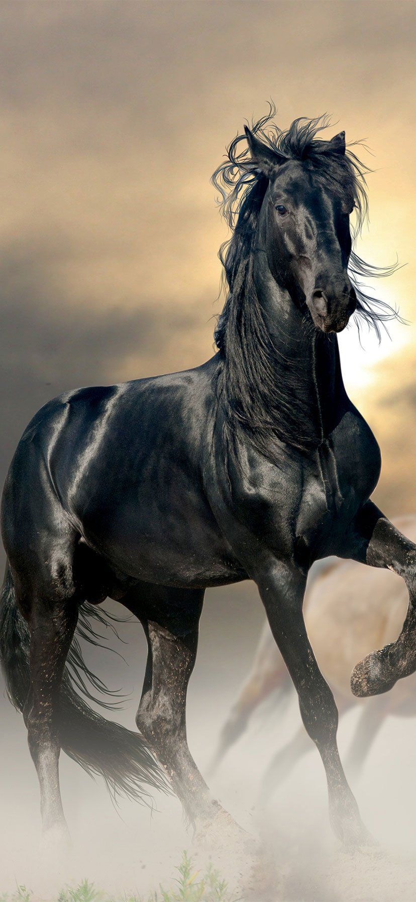 Beautiful Horse Iphone Wallpapers