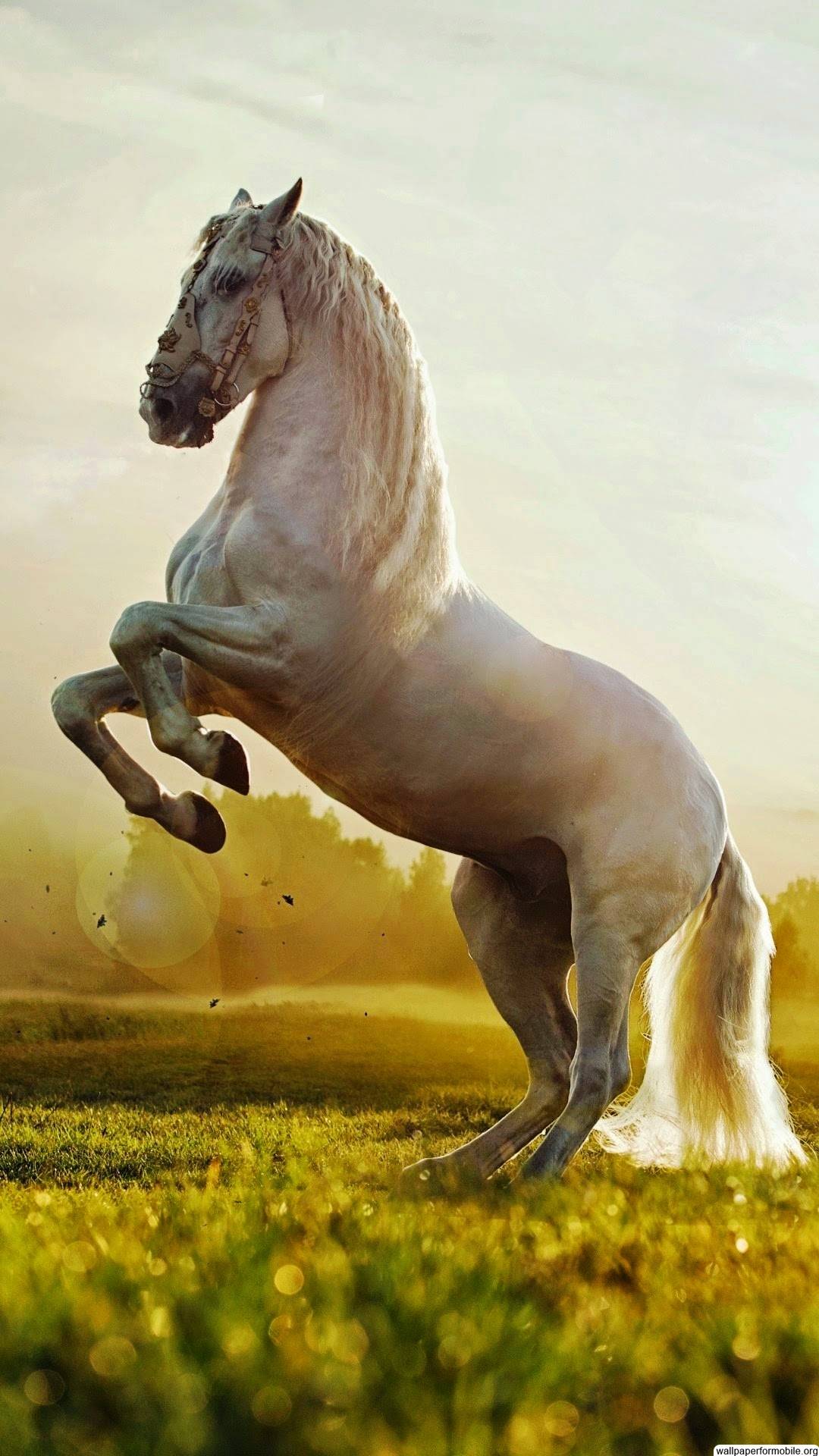 Beautiful Horse Iphone Wallpapers