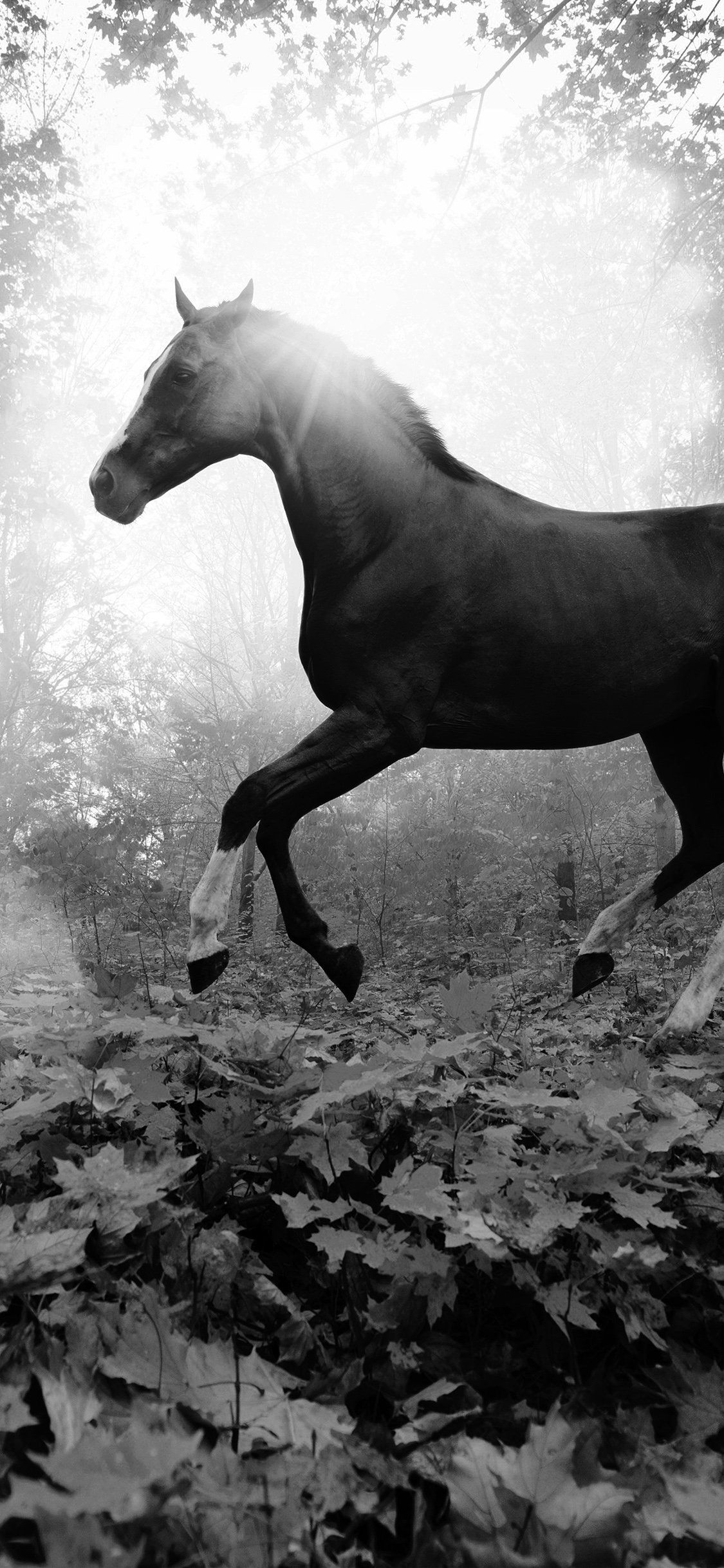 Beautiful Horse Iphone Wallpapers