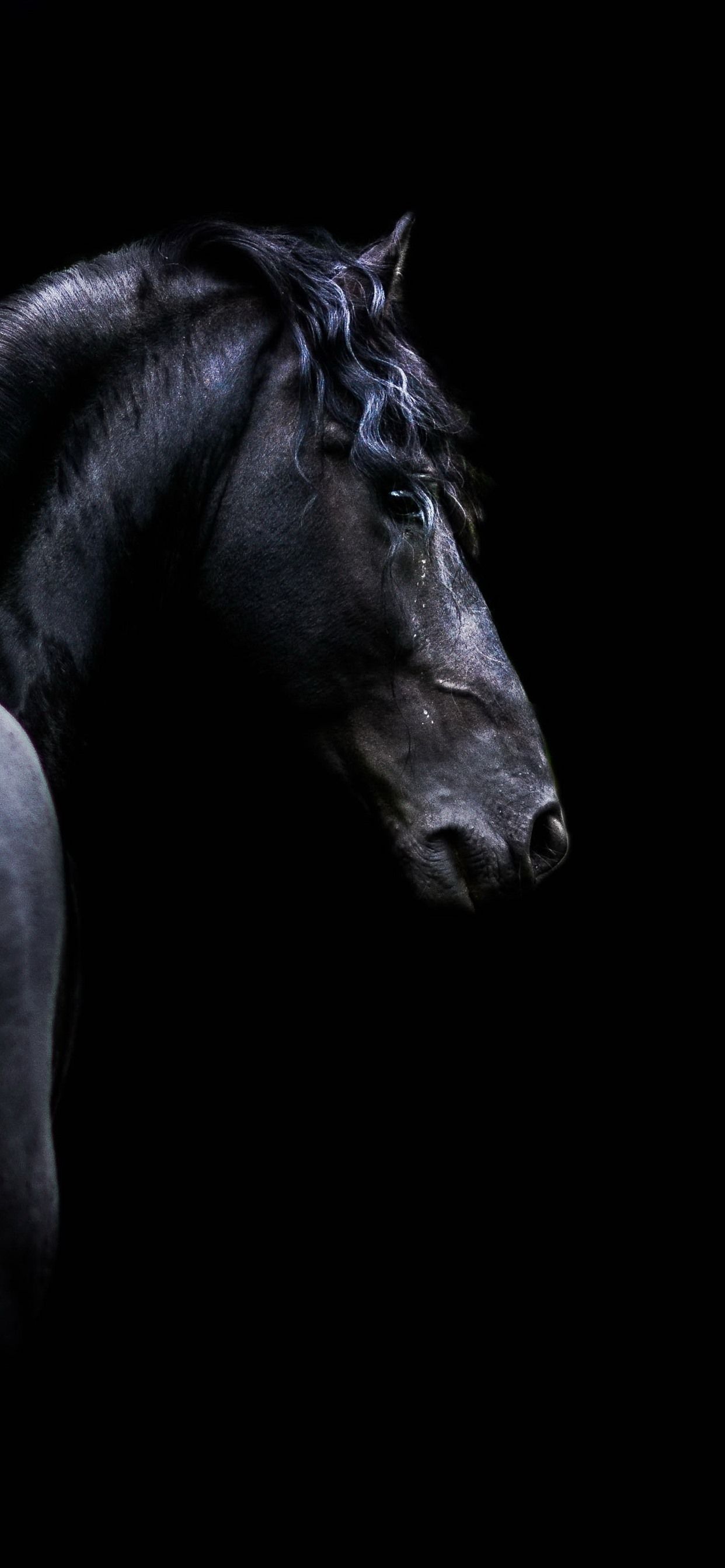 Beautiful Horse Iphone Wallpapers