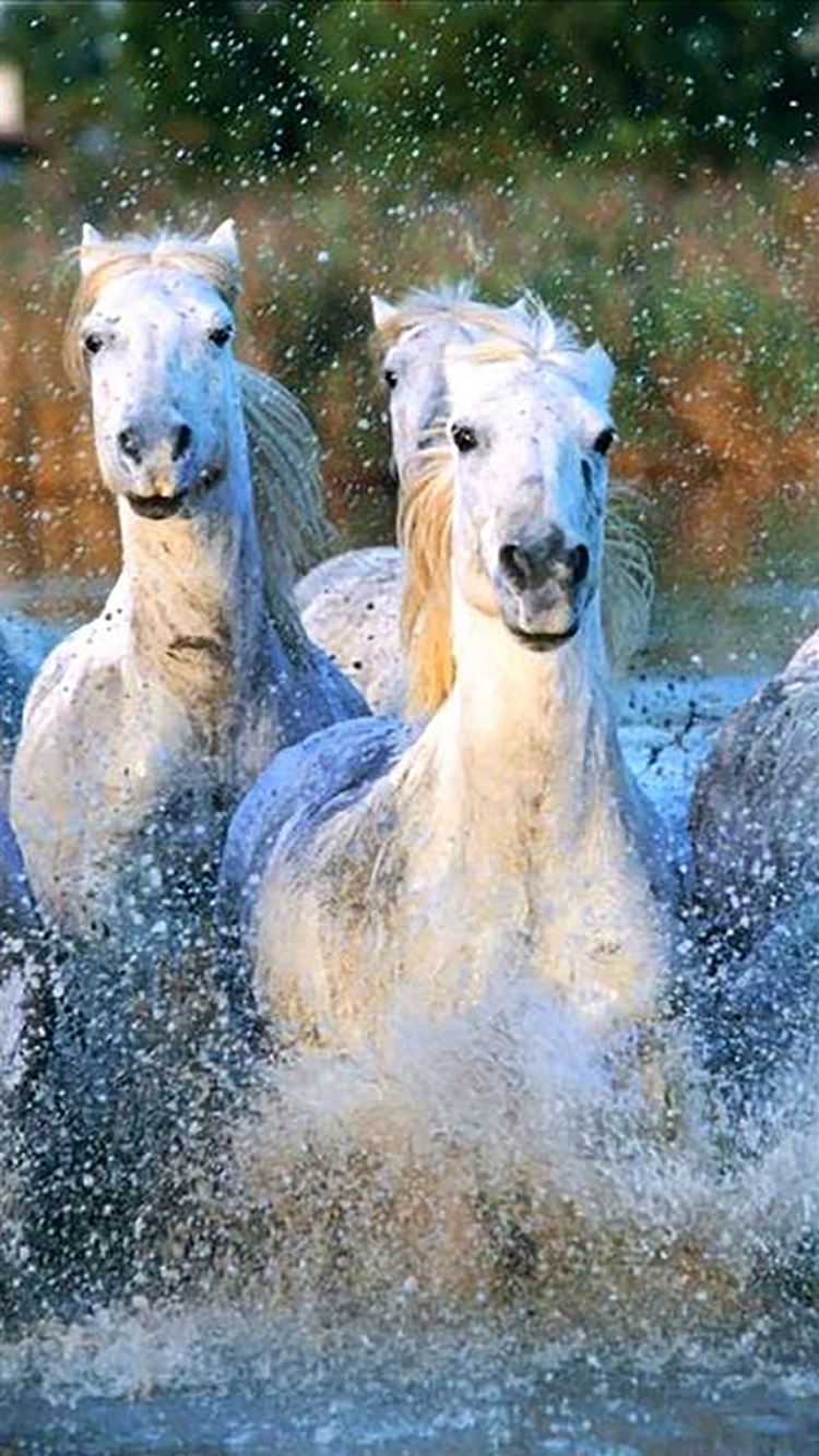 Beautiful Horse Iphone Wallpapers