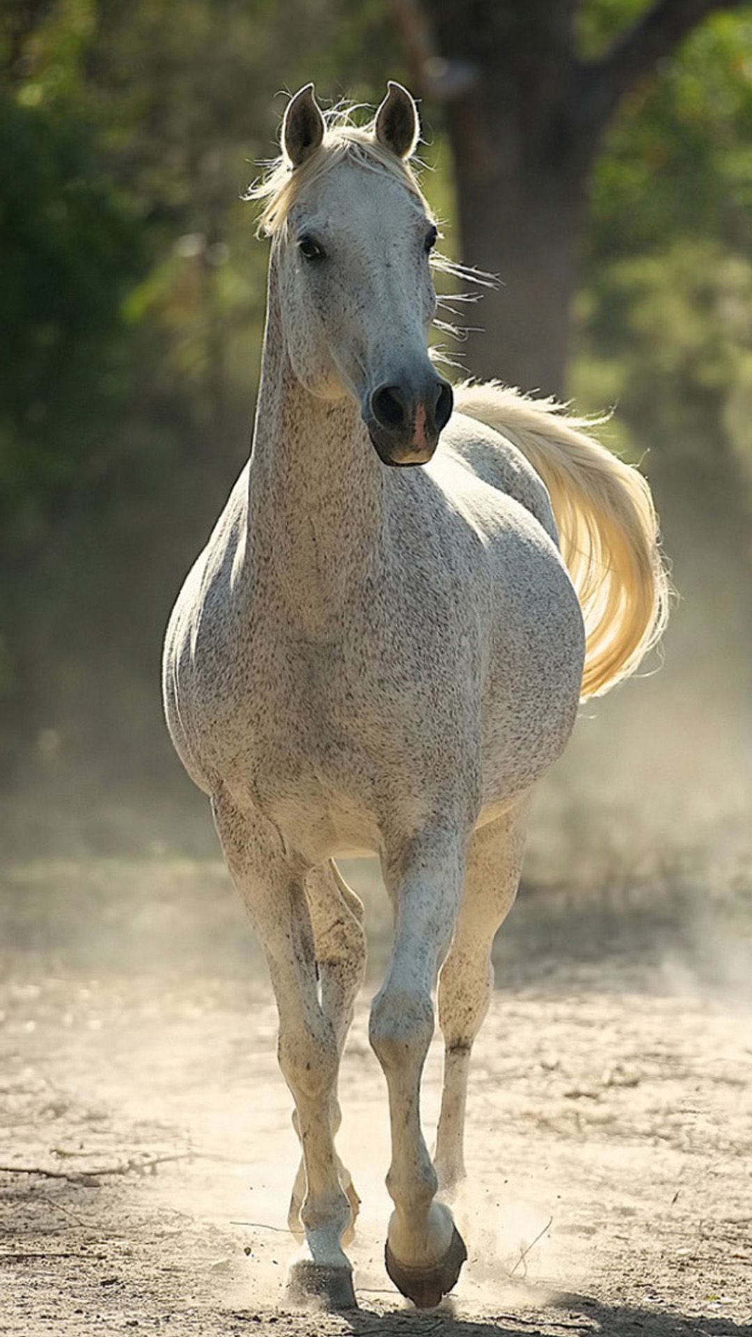 Beautiful Horse Iphone Wallpapers