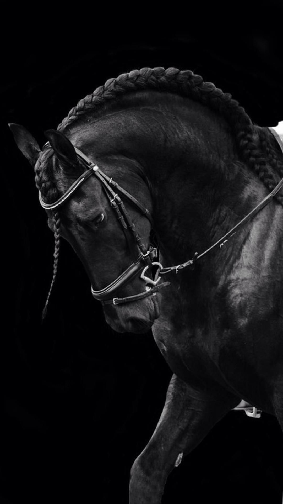 Beautiful Horse Iphone Wallpapers