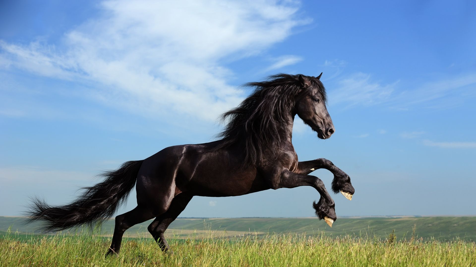 Beautiful Horses And Wolves Wallpapers
