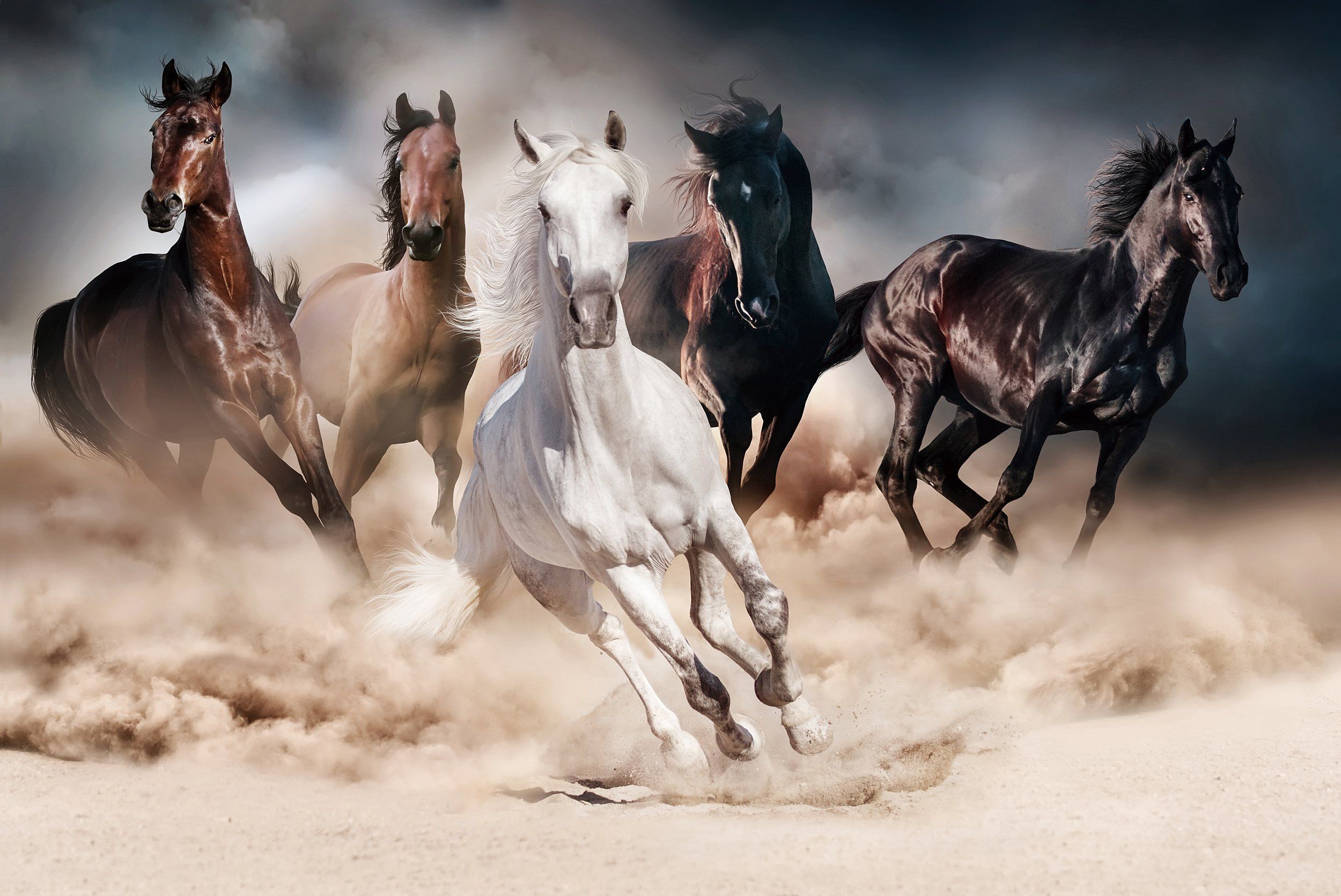 Beautiful Horses Running Wild Wallpapers