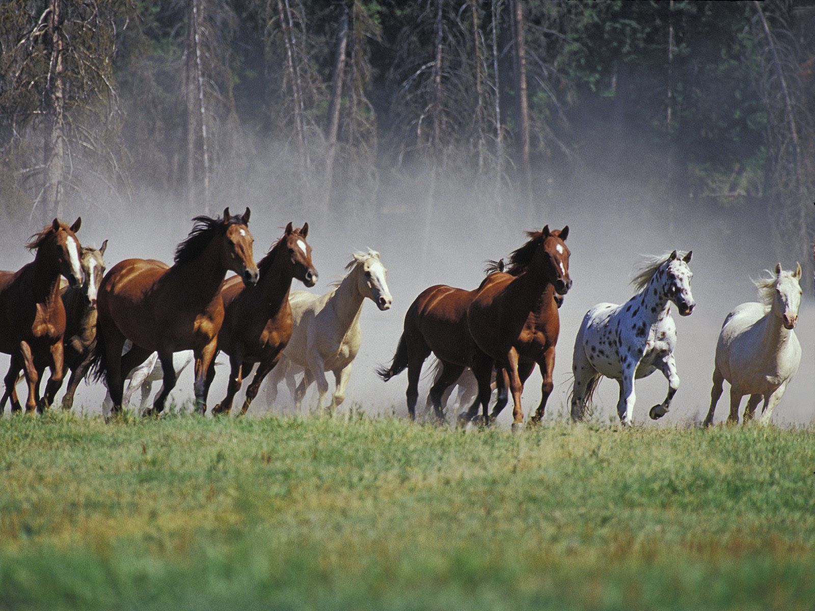 Beautiful Horses Running Wild Wallpapers