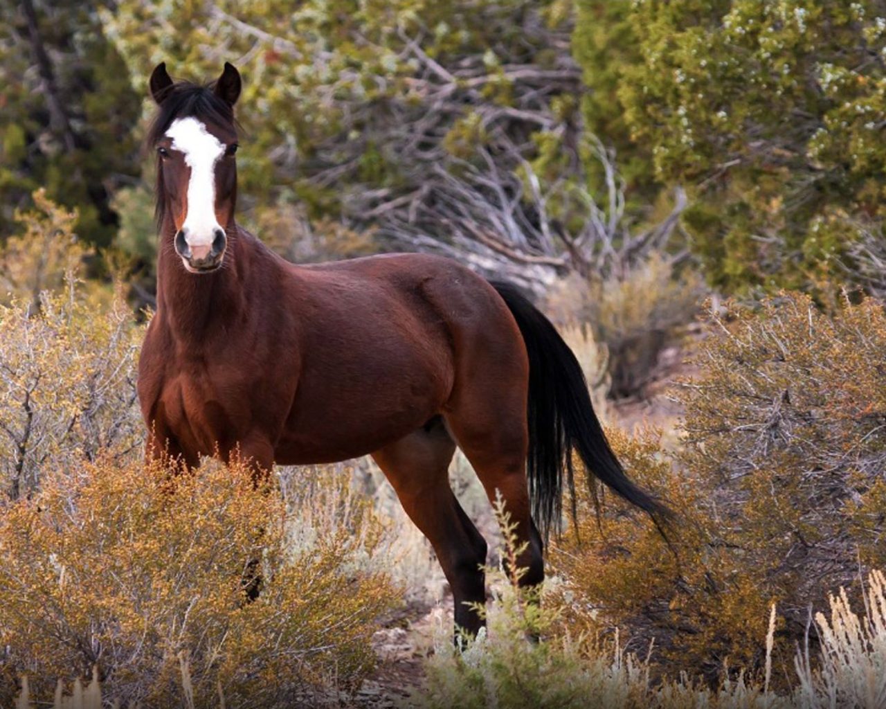 Beautiful Horses Running Wild Wallpapers