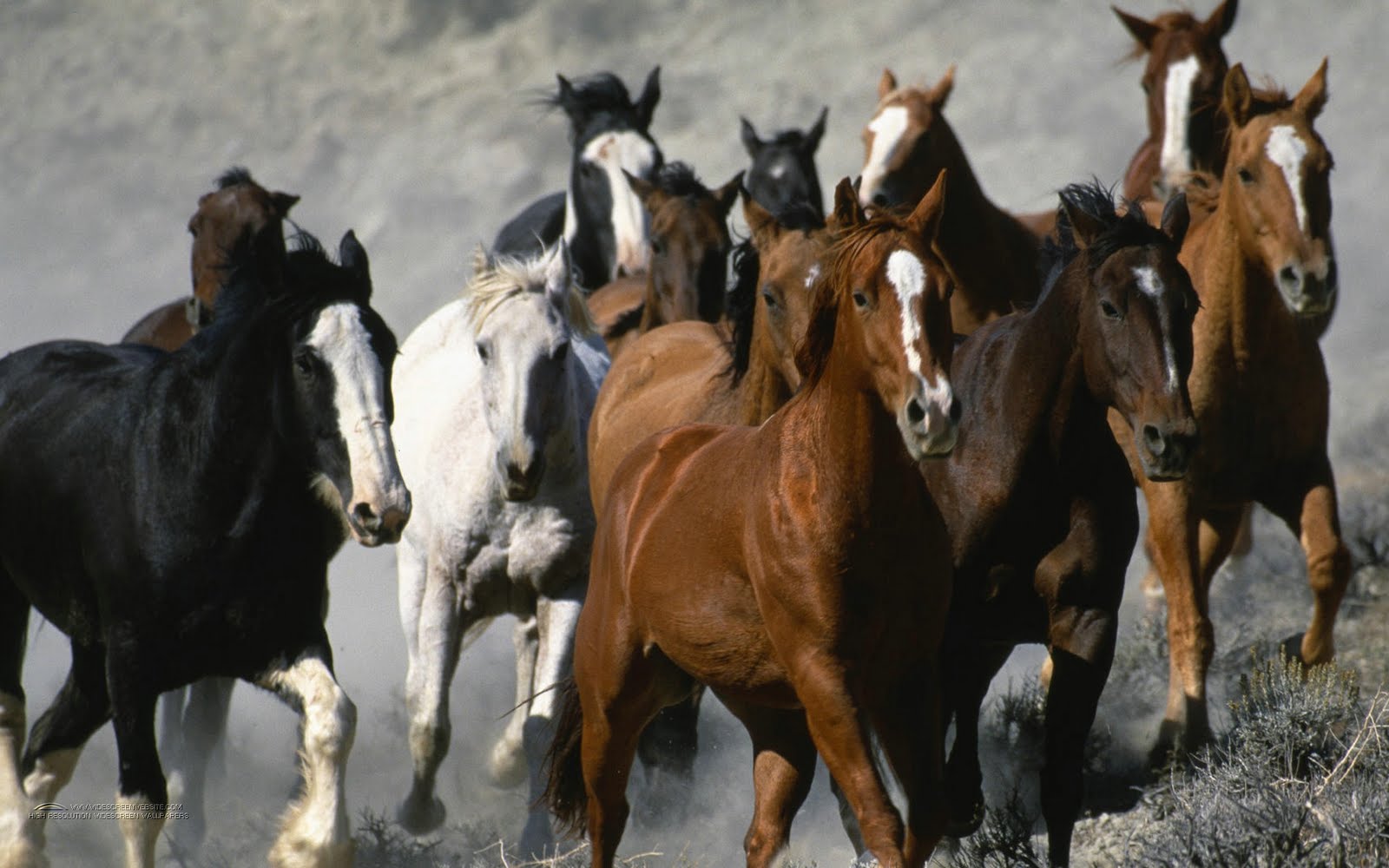 Beautiful Horses Running Wild Wallpapers