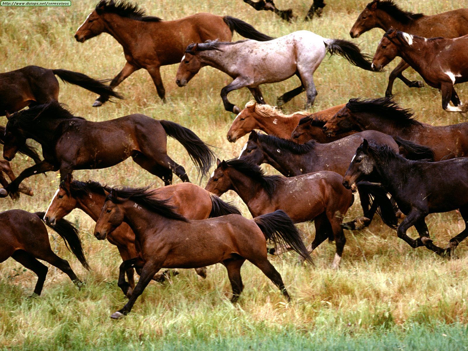 Beautiful Horses Running Wild Wallpapers