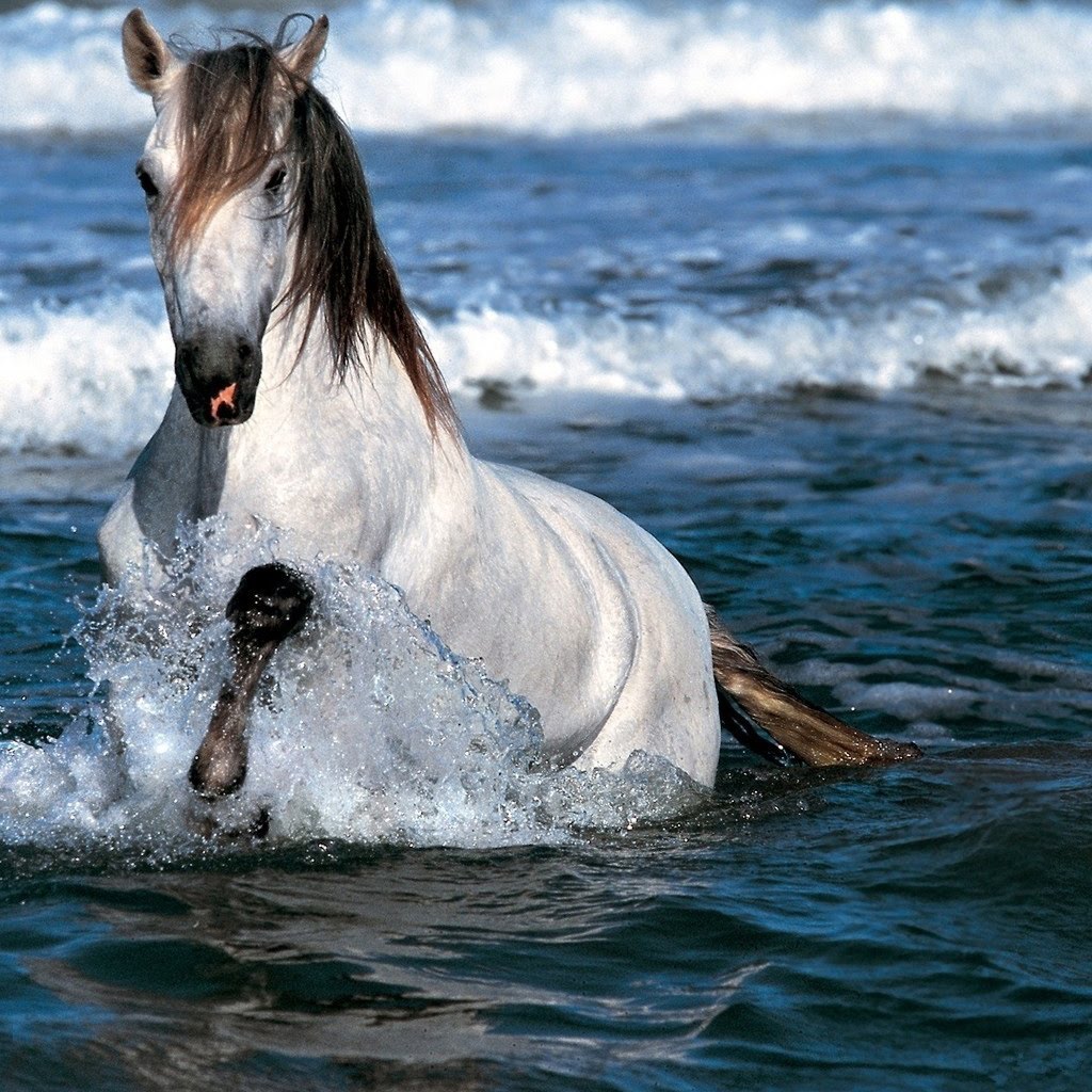 Beautiful Horses Running Wild Wallpapers