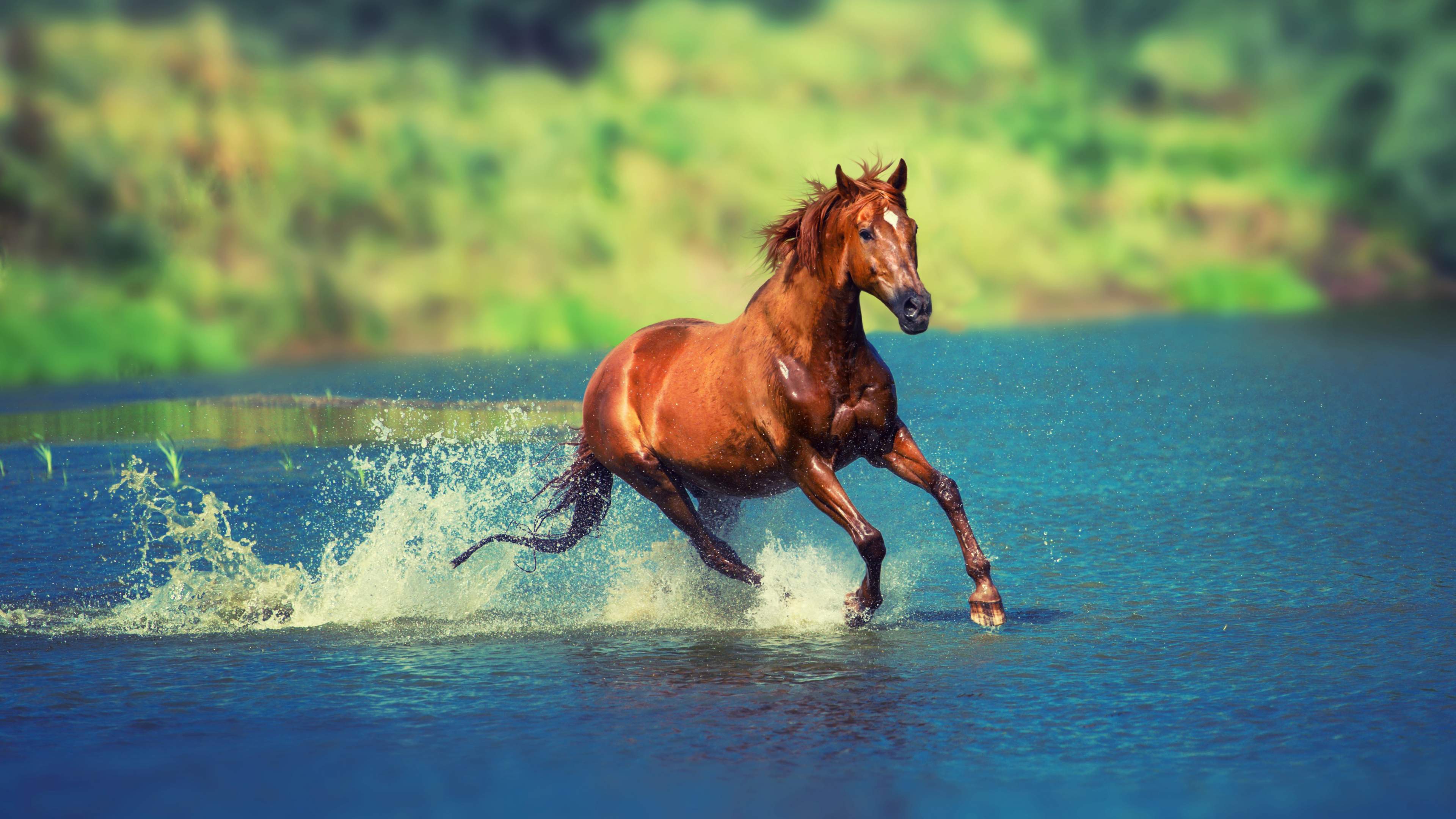 Beautiful Horses Running Wild Wallpapers