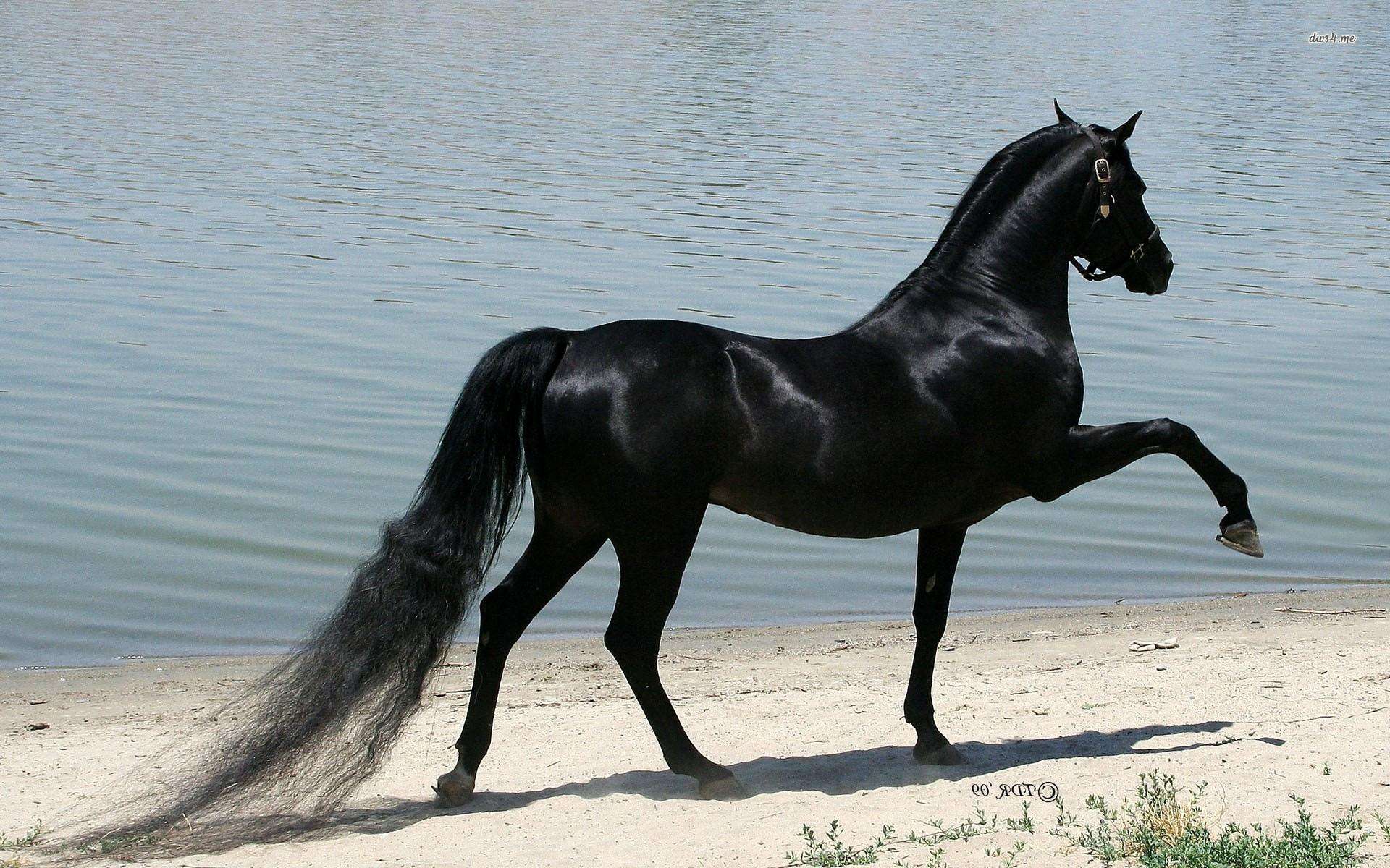 Beautiful Horses Running Wild Wallpapers