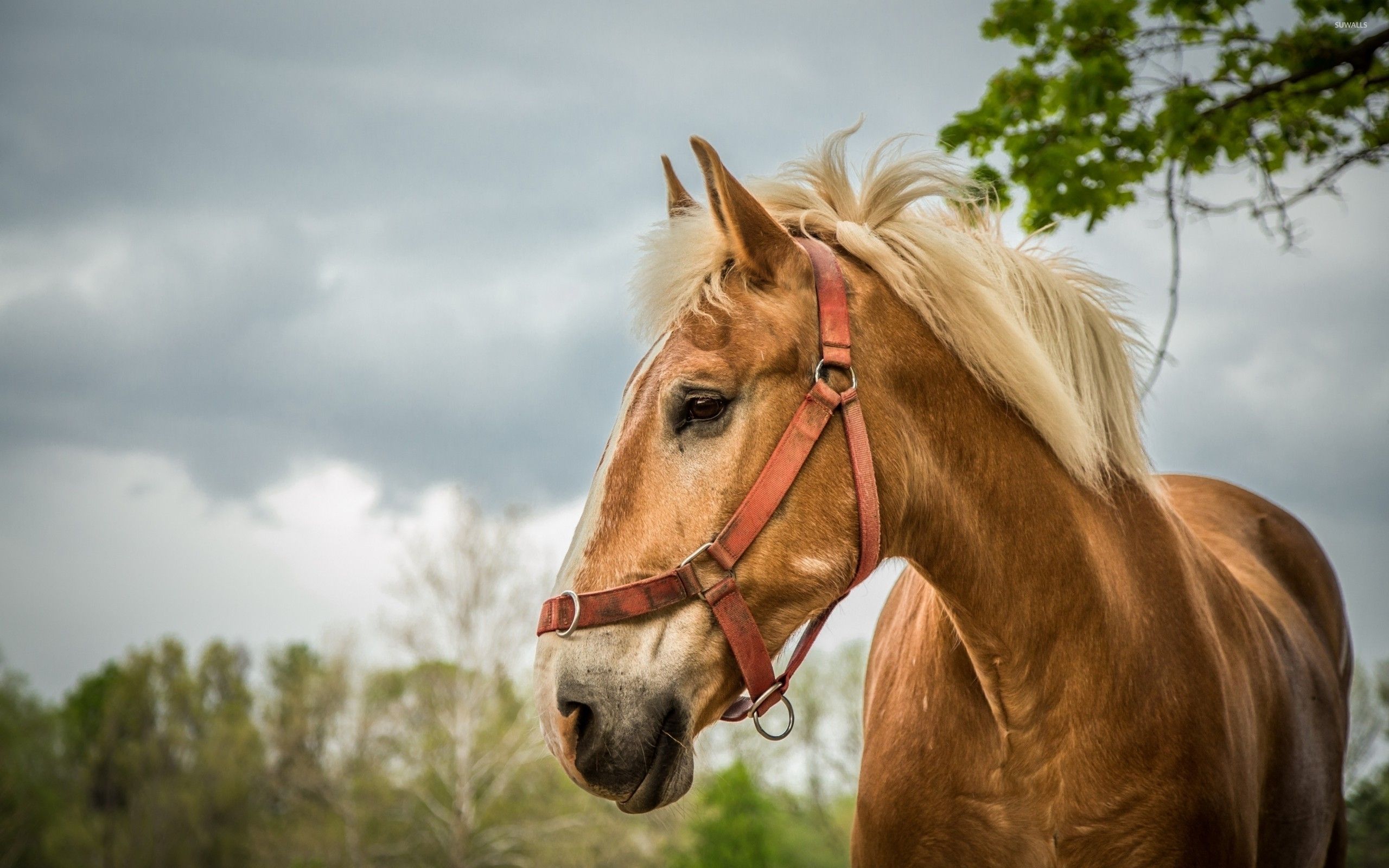 Beautiful Horses Running Wild Wallpapers