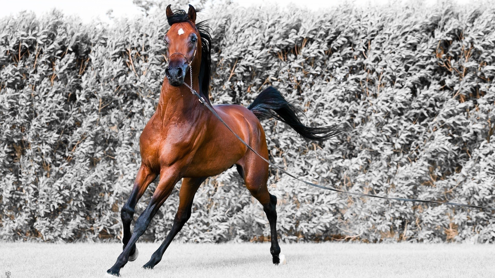 Beautiful Horses Running Wild Wallpapers