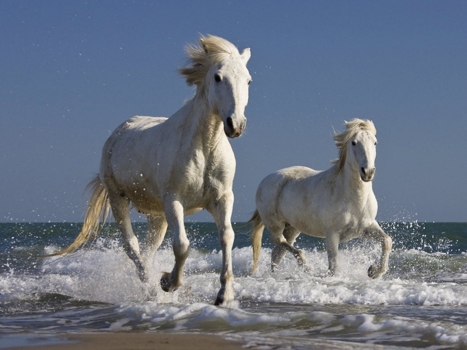 Beautiful Horses Running Wild Wallpapers